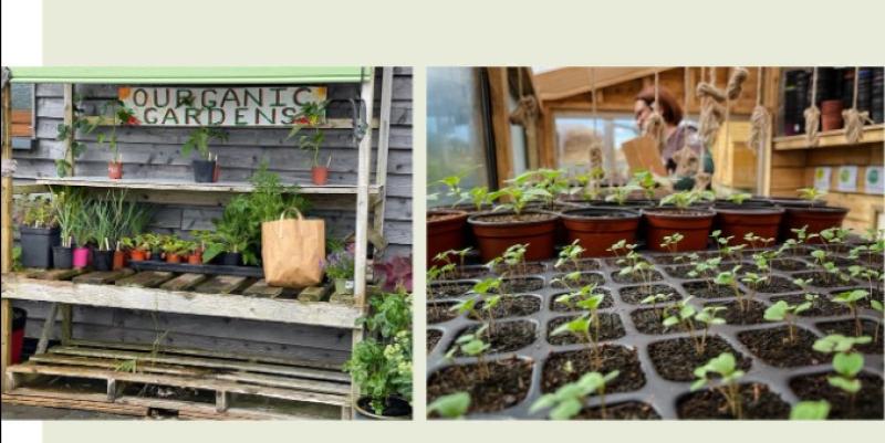 Spring into action and learn to grow your own food at women's gardening course