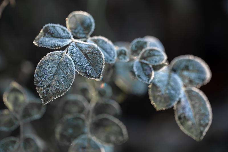 Met Éireann is predicting a cold weekend with scattered showers and some clear spells 
