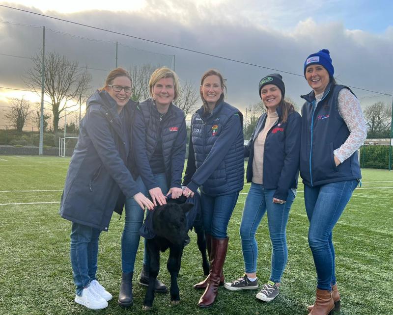 Charity calf sale at Cahir Mart this Friday will raise funds for Rathgormack astro-turf pitch 