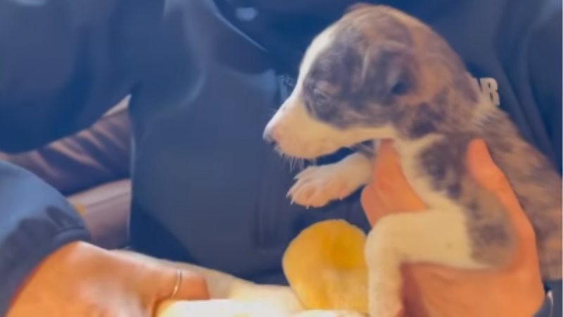 Puppy exchanged for drugs in Dublin City rescued by animal charity