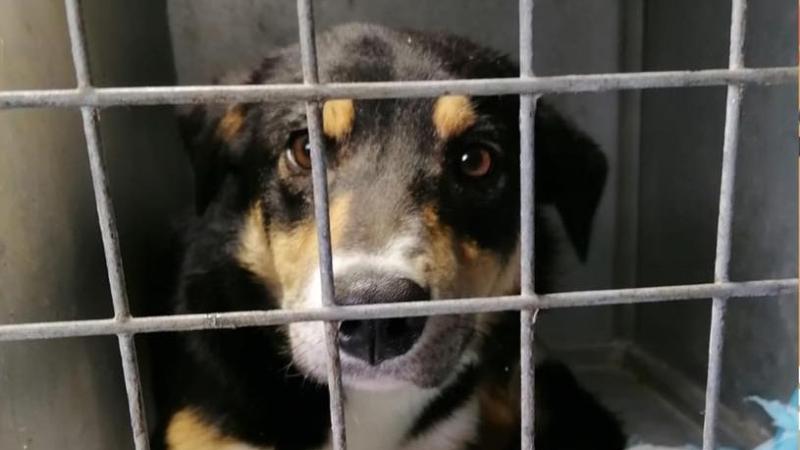 Twenty dogs rescued by Donegal Animals in Need already in 2024