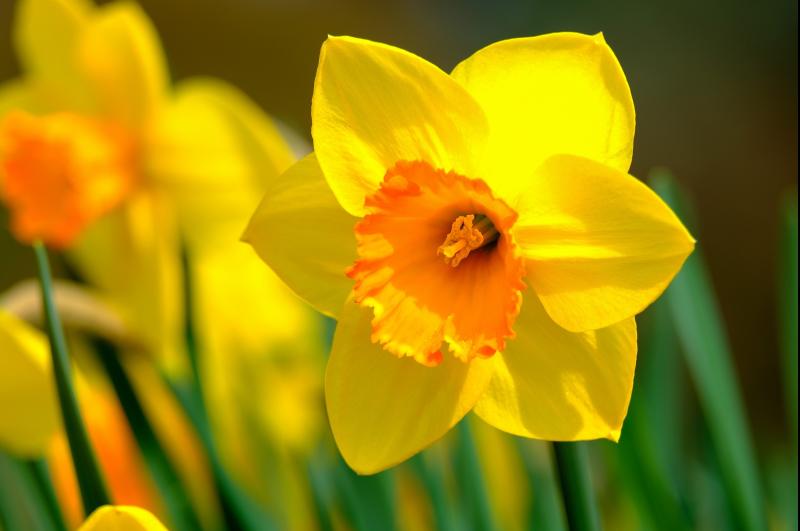 Carrick-on-Suir Daffodil Day appeals for public support for annual collection 