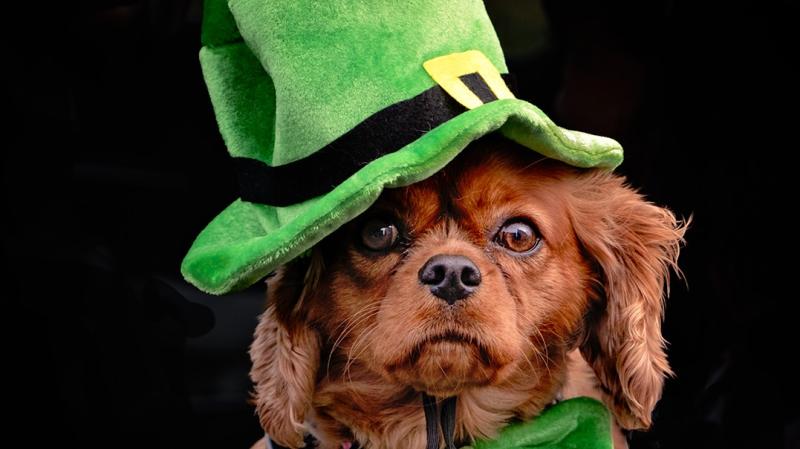 Do you know the owner of the doggie in the window on St Patrick's Day?