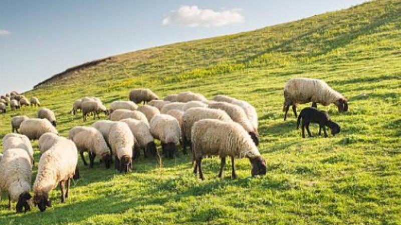 Seven in-lamb ewes were &lsquo;in fact lost and not stolen as previously thought&rsquo;