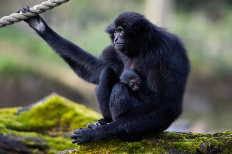 Adorable and endangered baby monkey born at Fota Wildlife Park