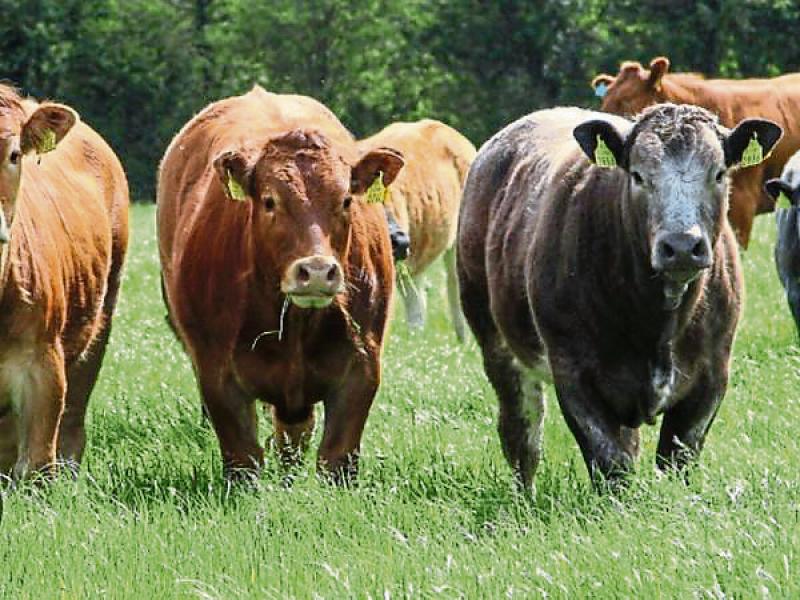 Rises in beef price must continue – IFA
