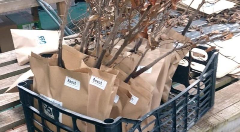 Garden centre donates 550 trees to celebrate Donegal Town's 550th birthday