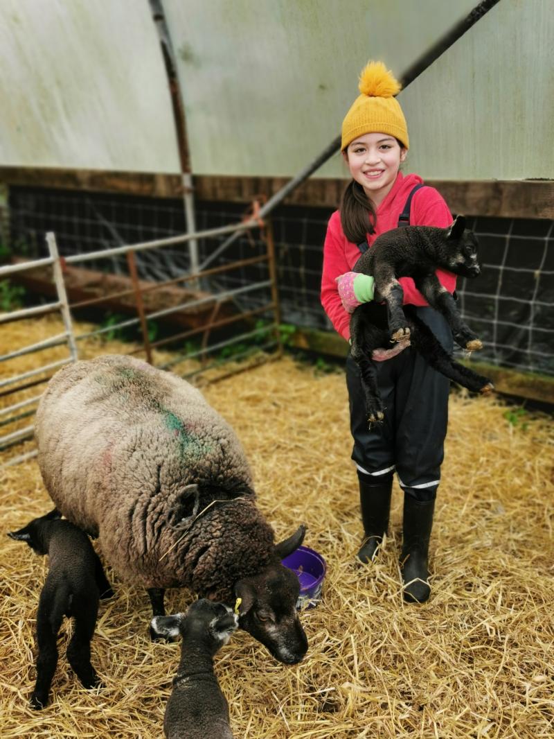 Longford ewe owner delighted with arrival of three baby lambs 