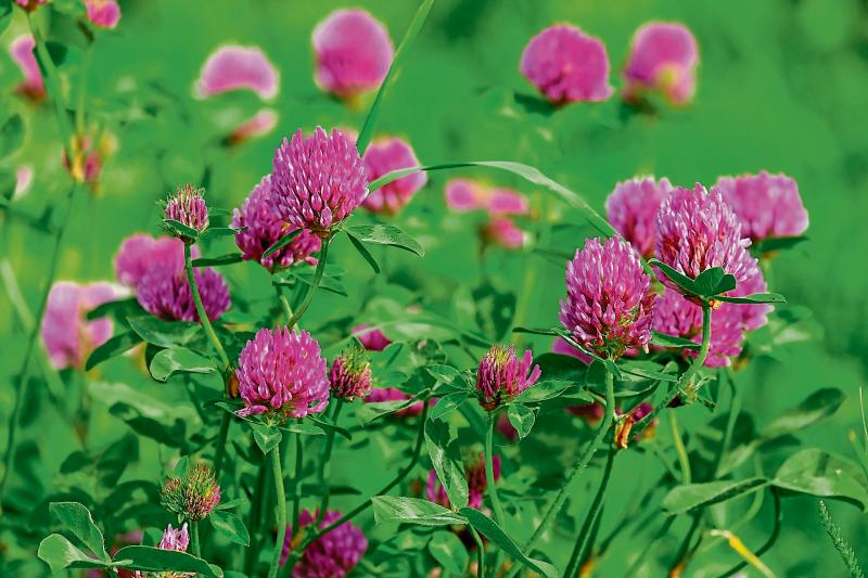 Longford Farming: Growing Red Clover to reduce costs and improve sustainability