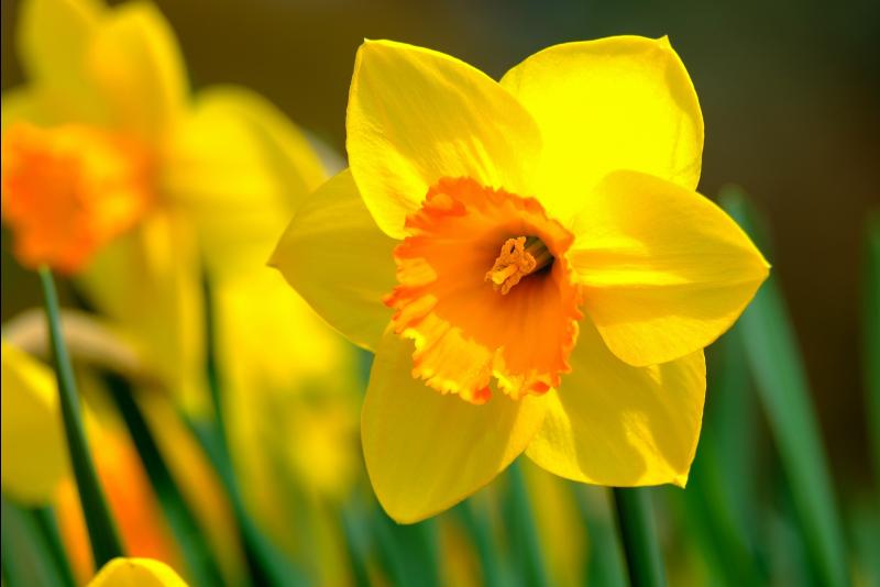 South Tipperary village's 5K Run raised a whopping sum for Daffodil Day
