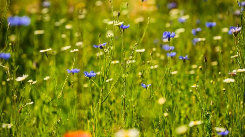 "Fantastic opportunity" - Biodiversity initiative open to Louth households for the first time