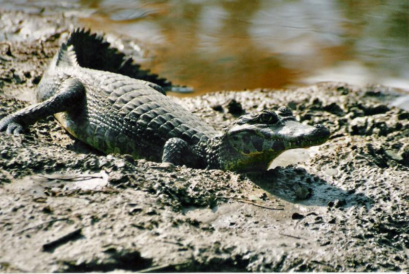 High Court dispute over Laois garage where exotic pets including an alligator are kept