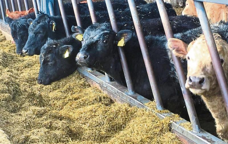 Transport Scheme for Fodder a  good step