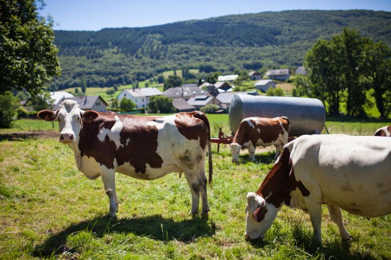 Irish grass-based farming system is unique in the EU and must be defended