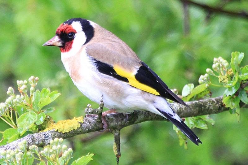 Dawn Chorus in Tipperary