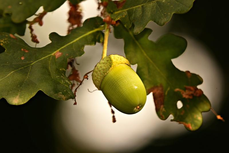 Help plant 1,000 baby oaks propagated from acorns gathered in Donegal