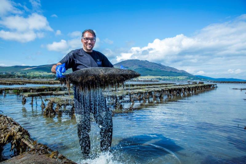 Carlingford Oyster Company nominated for SFA National Small Business Awards  