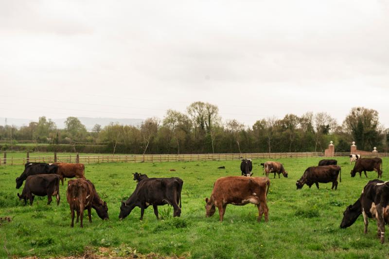 Minister urges renewed caution on BVD ahead of the 2024 breeding season
