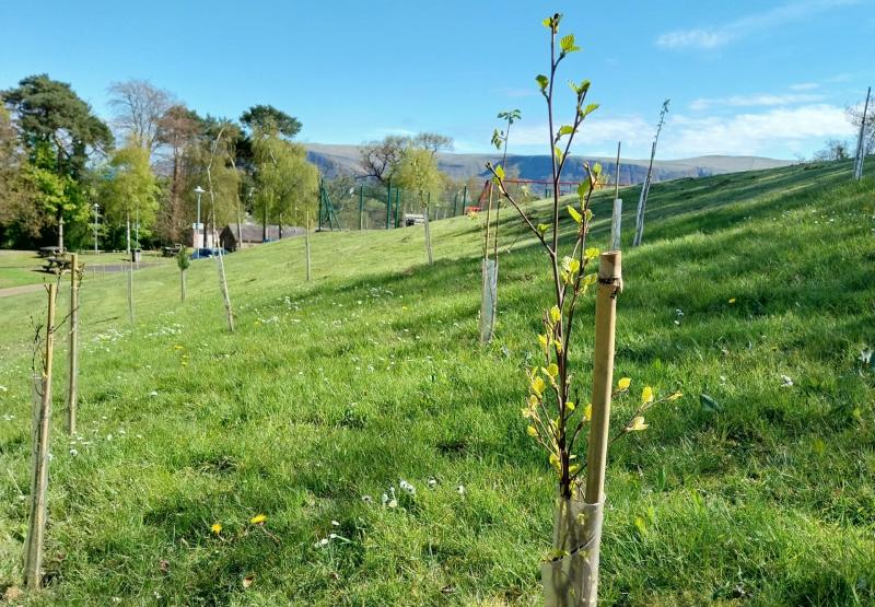 Council is pleased to announce that 2,330 trees were planted across our Borough during last winter’s planting season.