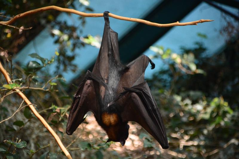Bats and people to cross-paths in Co Kilkenny 