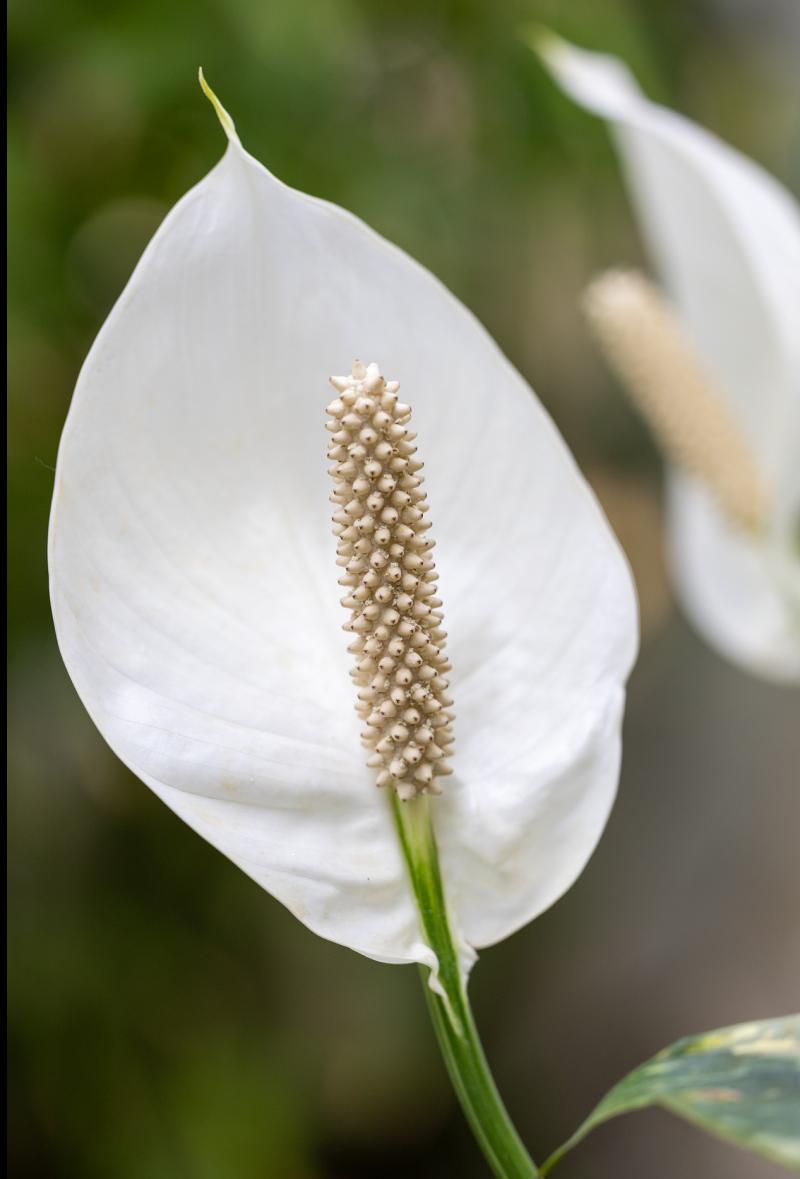 South Tipperary parish continues traditions of Graveyard Masses and Blessing of Lilies
