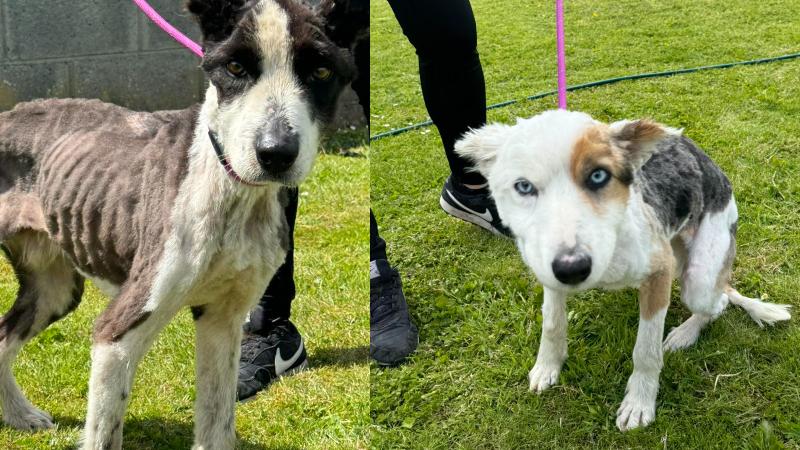Two emaciated dogs taken into the care of dog shelter in Kilkenny