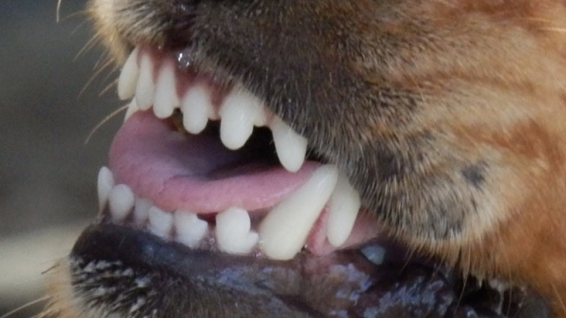 Young Donegal man injured in dog attack rushed to hospital for treatment