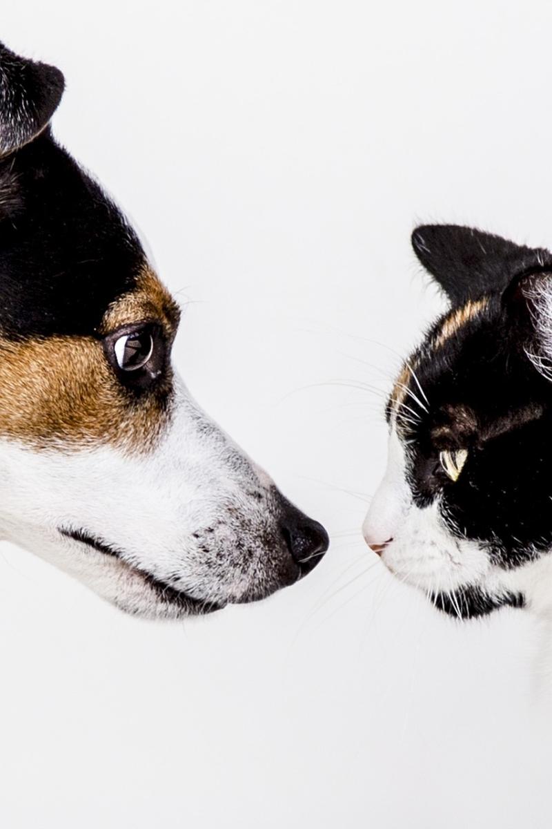 Plans unveiled for pet crematorium in the Midlands