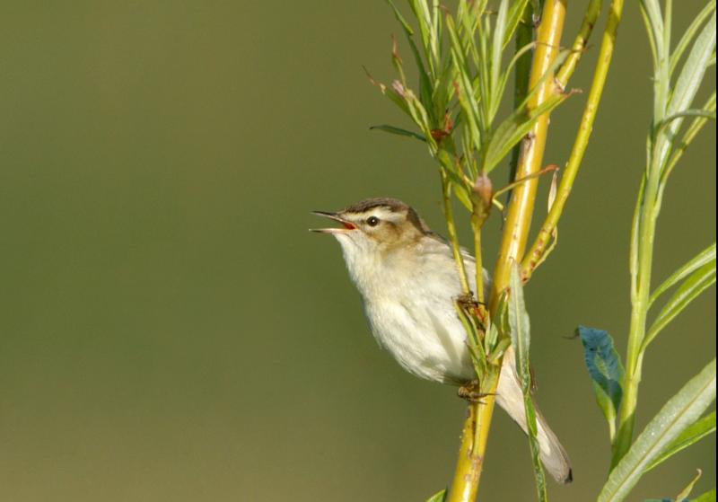 Nature is thriving in new wetlands in Offaly town arrival of rare species confirms