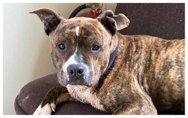 'Super sweet' Staffie dog in Kilkenny in need of his forever home