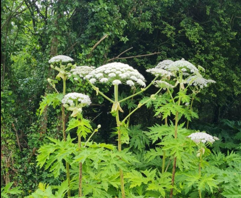 Drone survey is determining extent of invasive plant along some Tipperary waterways