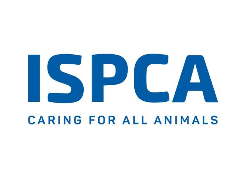 Horrific! Two live kittens dumped from  moving car on Longford / Roscommon road