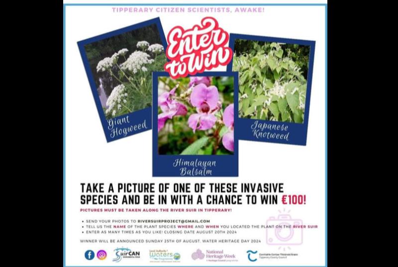 Contest sets challenge of snapping photos of invasive plant species along River Suir in Tipperary