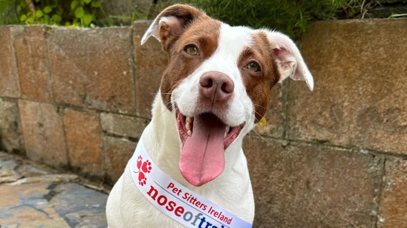 Meet Dumpling - this year's Donegal entrant at the Nose of Tralee