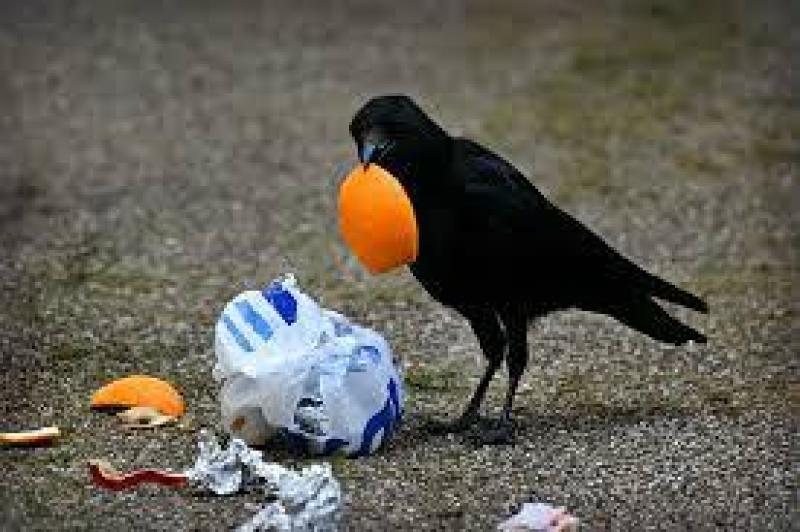 Kilkenny councillor condemns youth littering at prominent city location 