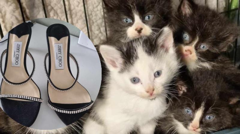 Are Animals in Need's donated shoes right for you? There's a bit of a catch
