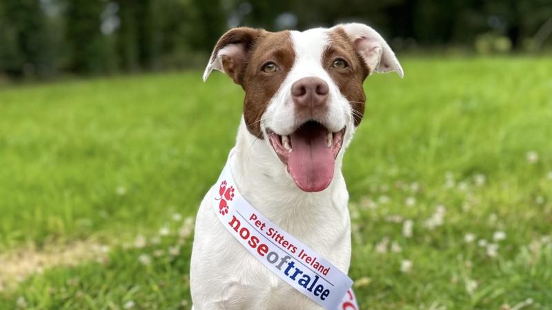 The Nose of Tralee public vote is open so vote here for Donegal's Dumpling 