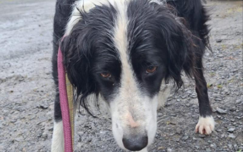 Dog found over 30km from home in Leitrim after escape during storm reunited with owners