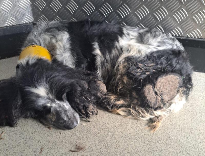 Laois SPCA  says one of two dogs found on bog  will need surgery