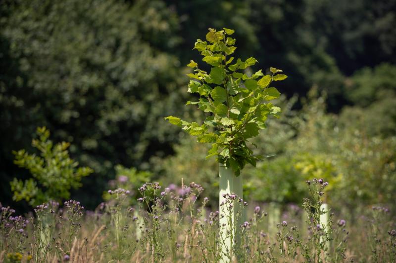 Join the great Dartmoor tree search