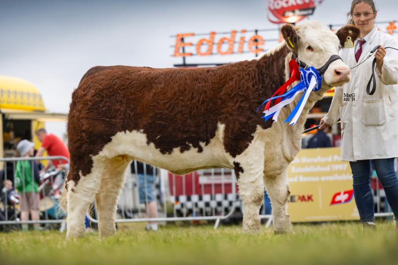 Leitrim Hereford herd wins two supreme national titles
