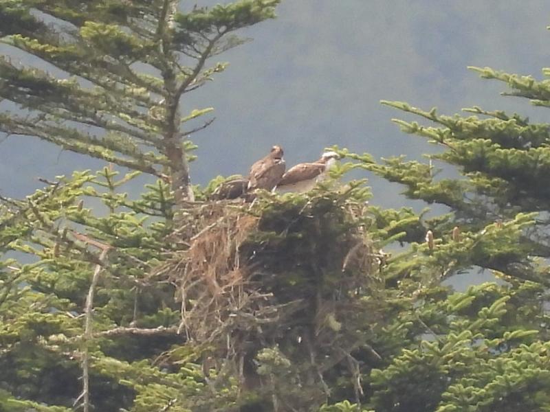 Leitrim welcomes return of ospreys with breeding success