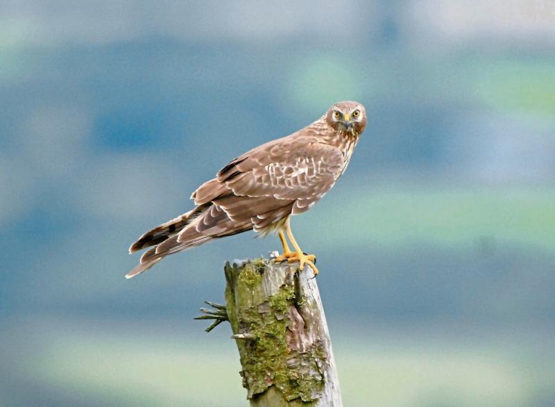 Hen harrier threat response plan to be launched in Laois 
