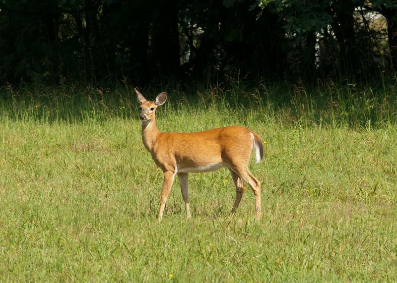 Groups to cull deer population in Leitrim will be in place by end of year - IFA