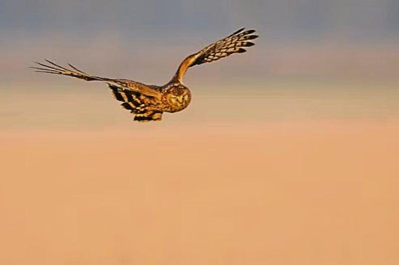 Kilkenny's Minister for State Minister Noonan launches Hen Harrier Threat Response Plan