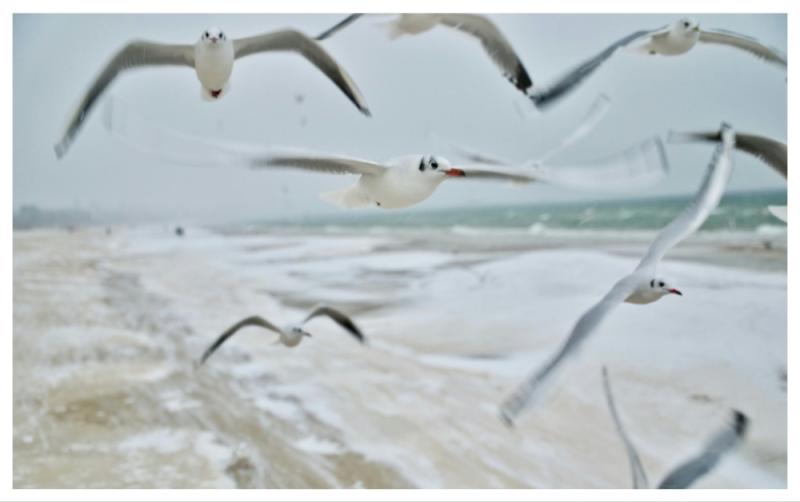  Waterford public warned of 'aggressive behaviour and infection' from certain birds this Autumn 