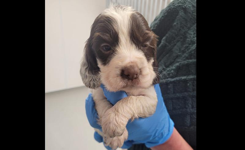 Tipperary Tipperary Tipperary 