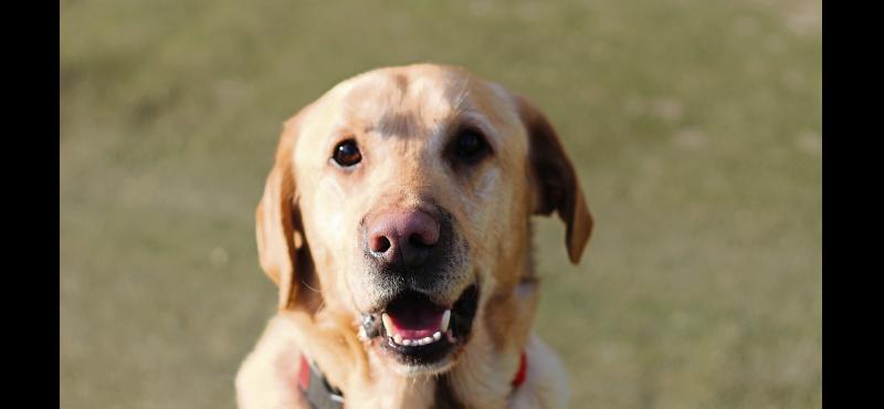 Calls made for the restoration of dog pound in this area of Tipperary