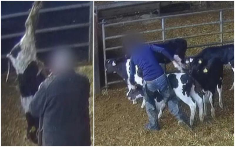 'Horrifying' - Viewers react to secret RTÉ footage of cattle facility showing calves 'beaten'
