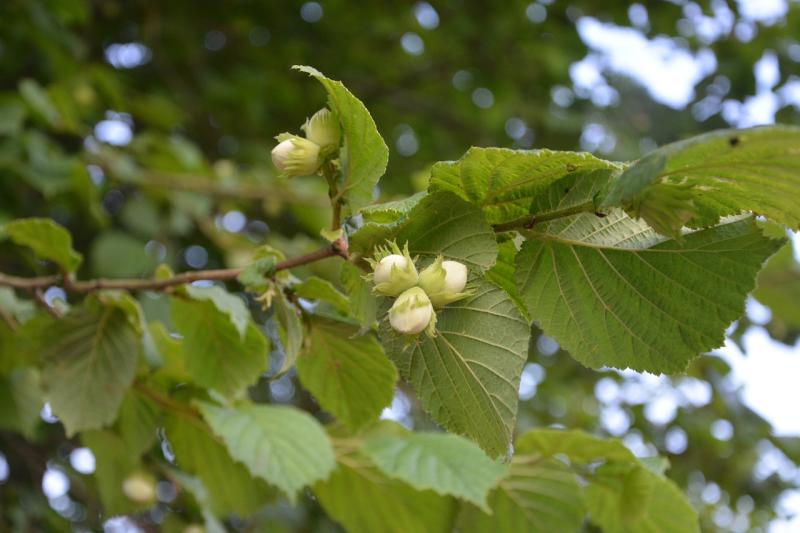 Donegal landowner before court for illegal clearance of 150 native trees